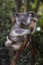 Koala (Phascolarctos cinereus), Lone Pine sanctuary, Brisbane, Queensland, Australia, Oceania