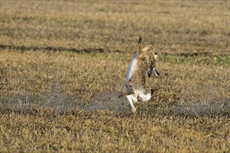 Fleeing European brown hare (Lepus europaeus) shot in field by hunter during the hunting season in