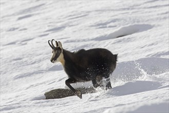 Chamois (Rupicapra rupicapra) male running through the snow in winter in the European Alps