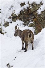 Alpine ibex (Capra ibex) juvenile male foraging in the snow in winter