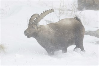 Alpine ibex (Capra ibex) male foraging in the snow during snowstorm on mountain slope in winter in