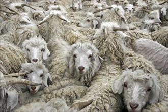 Flock of Angora goats (Capra hircus) to produce mohair wool in Lesotho