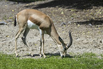 Dorcas gazelle (Gazella dorcas), ariel gazelle (Capra dorcas) grazing grass, native to semidesert