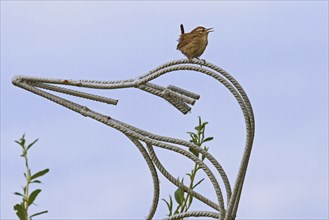 Eurasian wren (Troglodytes troglodytes) perched on metal garden ornament