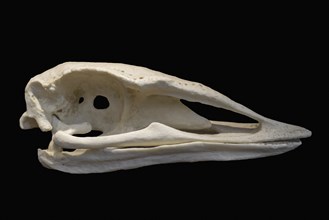 Skull of elephant bird, extinct flightless bird belonging to the order Aepyornithiformes that were