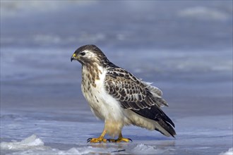 Common buzzard (Buteo buteo) sitting on frozen lake in winter, Germany, Europe