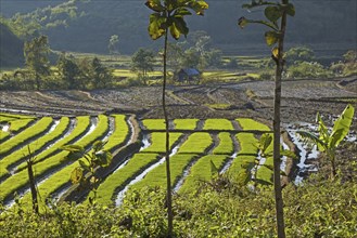 Rice paddy fields in the Tachileik District, Shan State, Myanmar, Burma, Asia