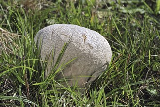 Mosaic puffball (Lycoperdon utriforme) fungus (Calvatia utriformis) in meadow