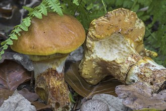 Greville's bolete (Suillus grevillei), larch bolete, showing underside partially eaten by slugs in