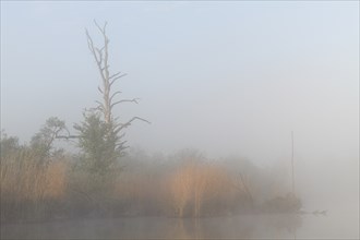 Morning fog on the river Peene, Peene Valley River Landscape nature park Park, Mecklenburg-Western