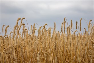 Grain field, ripe barley (Hordeum vulgare), Rhineland-Palatinate, Germany, Europe