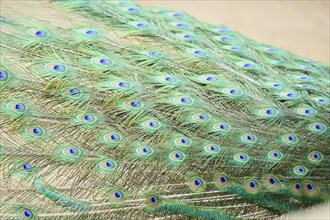 Indian peafowl (Pavo cristatus) feathers, detail, eyes, Spain, Europe