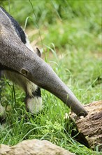 Giant anteater (Myrmecophaga tridactyla), captive, distribution South America