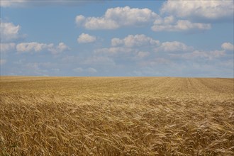 Grain field, ripe barley (Hordeum vulgare), Rhineland-Palatinate, Germany, Europe