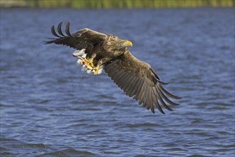 White-tailed eagle (Haliaeetus albicilla), Eurasian sea eagle, erne adult catching fish in its