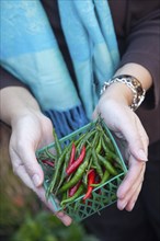 Woman's hands holding a small basket of freshly picked organic chili peppers at the farmers market