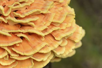 Sulphur Polypore (Laetiporus sulphureus), Bavaria, Germany, Europe