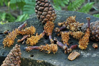 Cones of scots pine (Pinus sylvestris), stripped by red eurasian red squirrel (Sciurus vulgaris) on