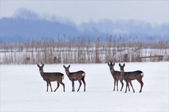 European roe deer (Capreolus capreolus) herd in field in winter in snow, Germany, Europe