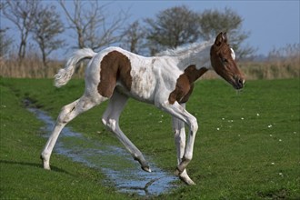 Domestic horse (Equus caballus) foal running in the field, Germany, Europe