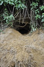 Entrance to an active Badger (Meles meles) sett showing old bedding material on the spoil heap,