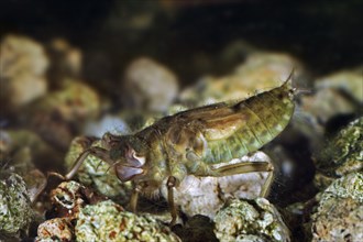 Black-tailed skimmer (Orthetrum cancellatum) dragonfly larva, nymph underwater in pond