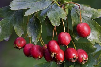 Common hawthorn (Crataegus monogyna) with leaves and red berries