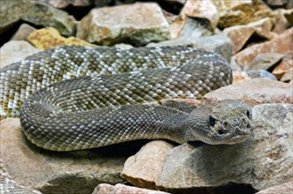 Atrox, Red Diamondback Rattlesnake, Red eastern diamondback rattlesnake (Crotalus adamanteus),