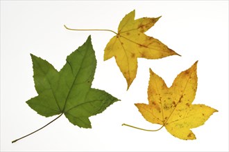 American american sweetgum (Liquidambar styraciflua) Close-up of leaves in autumn colours, native