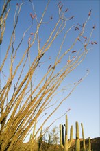 Ocotillo, Coachwhip, Candlewood (Fouquieria splendens) (Fouquieria spinosa) in flower, native to