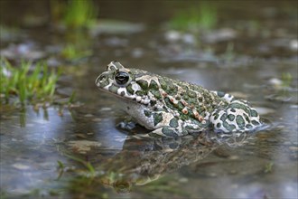 European european green toad (Bufo viridis) (Pseudepidalea virdis), Austria, Europe