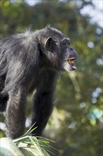 Common chimpanzee (Pan troglodytes), lateral view