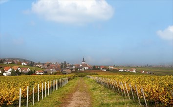 View of the wine village of Weyher, field path through vineyards in autumn, Southern Palatinate,