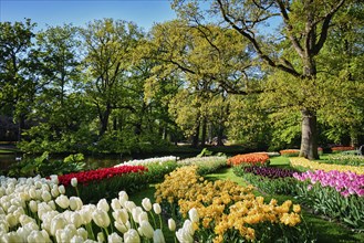 Blooming pink tulips flowerbeds in Keukenhof flower garden, also known as the Garden of Europe, one