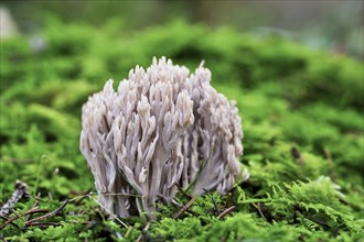 Coral Fungus (Clavulina cinerea), Upper Austria, Austria, Europe