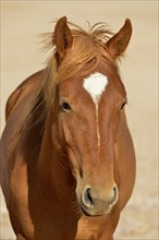 Desert Horse (Equus ferus) near waterhole Garub, near Aus, Karas Region, Namibia, Africa