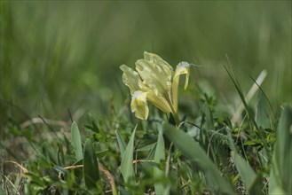 Iris species (Iris pumila), Austria, Europe