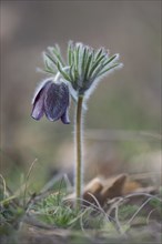 Black Pasque Flower (Pulsatilla nigricans), Burgenland, Austria, Europe