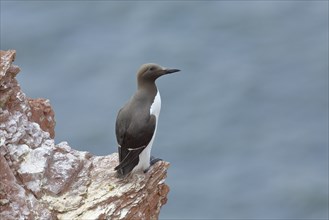 Common Guillemot (Uria aalge), adult, on a cliff edge, wildlife, Helgoland, North Sea,