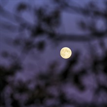 Full moon shining through branches, North Rhine-Westphalia, Germany, Europe