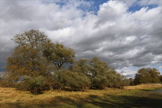 Group of willows in autumn, Middle Elbe Biosphere Reserve, Saxony-Anhalt, Germany, Europe