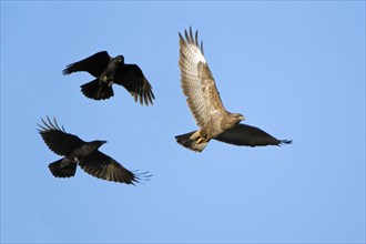 Carrion crows (Corvus corone corone) attack Steppe buzzard (Buteo buteo), Hesse, raven crow, crow,