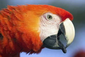 Scarlet macaw (Ara macao), arakanga, lateral, profile, tongue