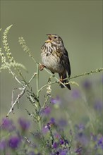 Corn Bunting (Miliaria calandra) Portugal