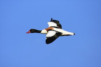 Common shelduck (Tadorna tadorna), Texel, Shelduck, Exempt, Netherlands