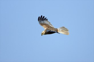 Western marsh harrier (Circus aeruginosus), male, Texel, releasable, Netherlands