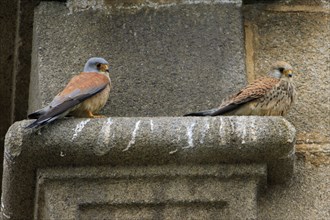 Lesser Kestrels (Falco naumanni), Extemadura, Lesser Kestrel, Spain, Europe