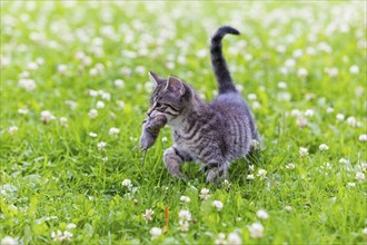 House cat, Kitten with mouse, tabby mackerel