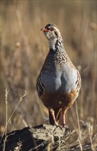 Red-legged Partridge (Alectoris rufa), Tejo National Park, Portugal, Europe