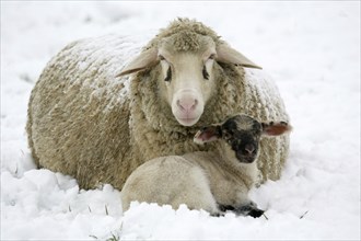 Merino sheep with lamb, sheep, sheep